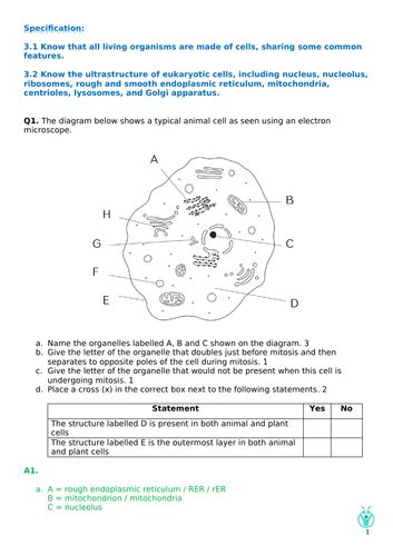 Structure Of Eukaryotic Cells Topic 3 Edexcel Snab A Level Biology