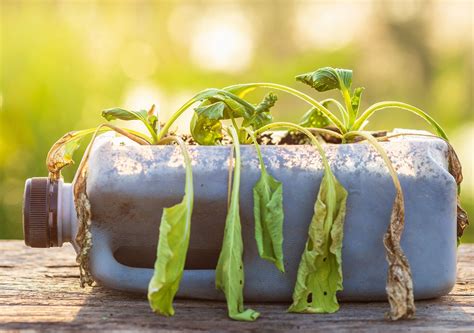 Como Ressuscitar As Plantas Quando Regressa De F Rias