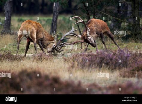 Fighting Red Deer Stags During The Rut Stock Photo Alamy