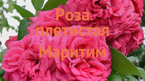 Роза плетистая Маритим (rosa maritim) 🌿 роза Маритим обзор: как сажать ...