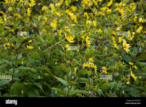 Helianthus Lemon Queen Stock Photo Alamy