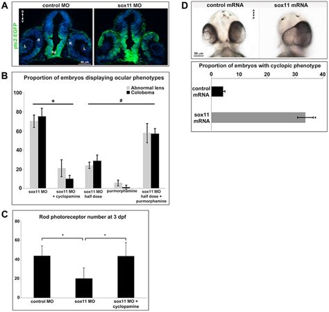 Sox11 Negatively Regulates Hedgehog Hh Signaling A Transverse