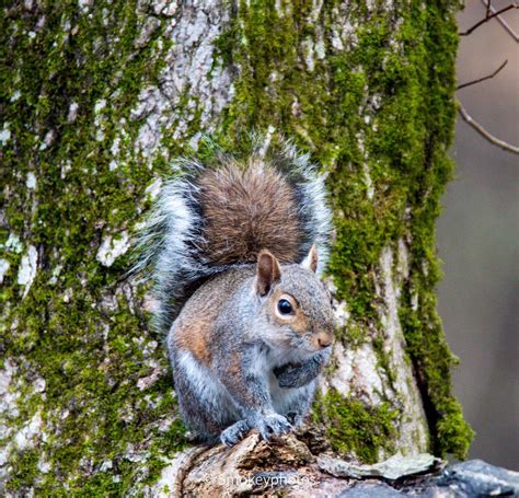 Collection 91 Pictures Pictures Of Gray Squirrels Stunning