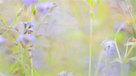 Blue Wild Flowers In Bloom In Spring Season 19573622 Stock Video At