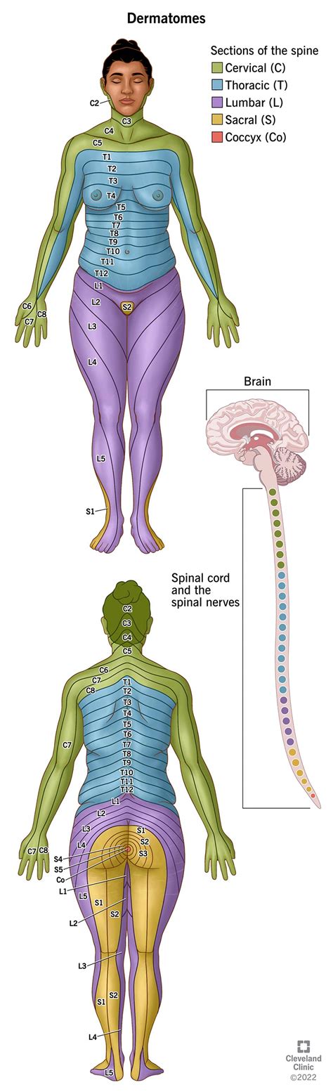 Dermatomes Definition Chart And Diagram 60 Off