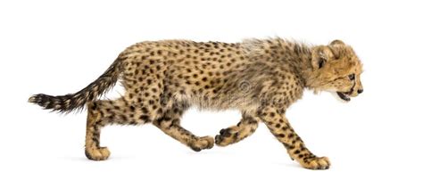 Cheetah side view profile stock image. Image of hair - 16321463