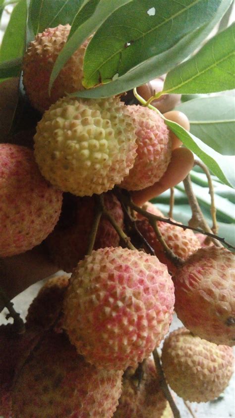 lichi lichi fruit nature clickclick lichipuchi  atshaluuuuuu