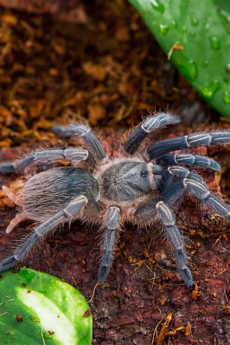 Costa Rican Zebra Stripe Knee Tarantula Tarantula Pet Tarantula