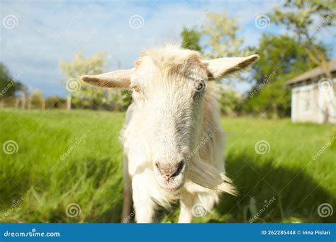 Close Up Of White Goat On The Field Goat In The Farmyard Is Eating