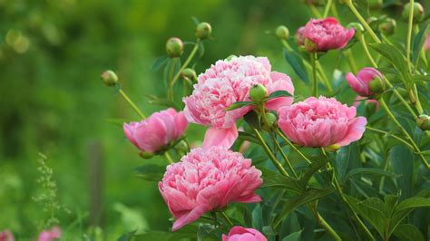 Jardinage: "Est-ce qu'il faut tailler les anciennes pivoines?"