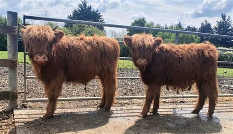 Old MacDonalds Farm & Fun Park | Plan your perfect day out