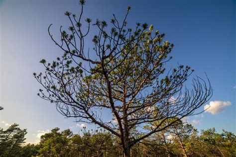 Naked Swamp Stock Photos Free Royalty Free Stock Photos From Dreamstime