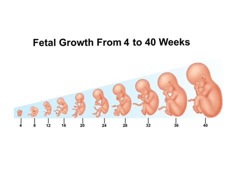 Fetus Development Stages Size During Pregnancy Infographic, 46% OFF