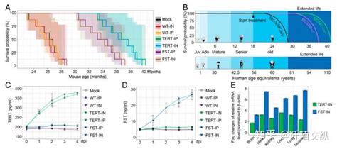 Pnas：利用tert基因疗法和 Fst基因疗法延缓衰老，延长寿命 知乎