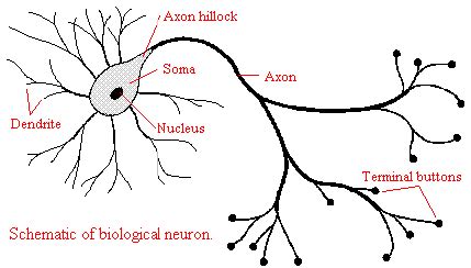 Artificial neuron structure model | Download Scientific Diagram