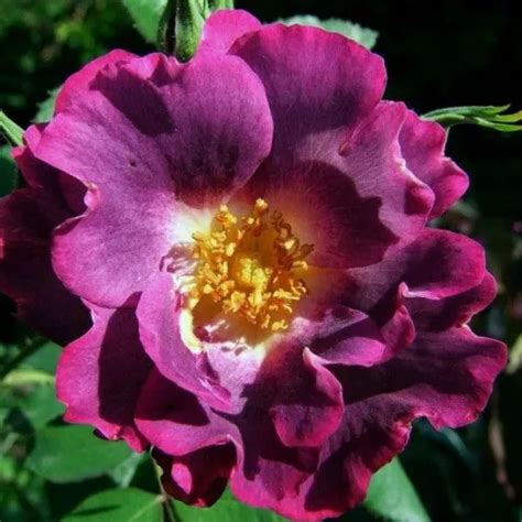 Princess Sibilla De Luxembourg Climber Rose Purple Discrete