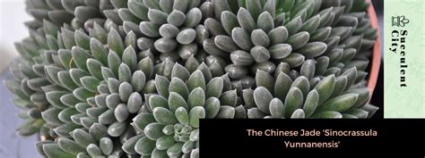 The Chinese Jade Sinocrassula Yunnanensis Succulent City