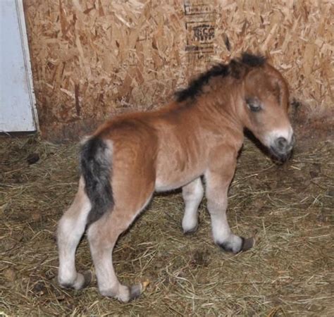 Dwarf Miniature Horses