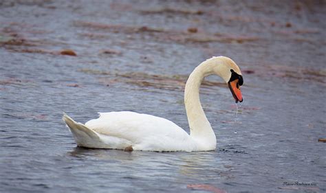 Cygne tuberculé Mute swan Chatham Kent Ontario Mai May Flickr