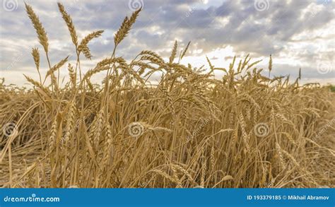 Barley Field In Period Harvest On Background Cloudy Sky Barley Field