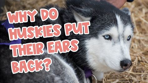 Why Do Huskies Put Their Ears Back 4 Important Reasons Youtube