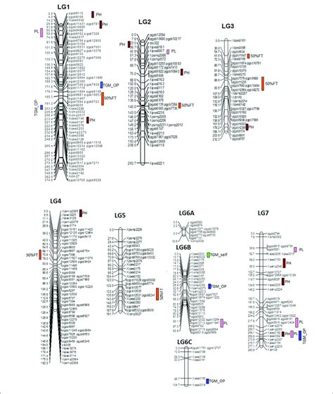 Linkage Map With Qtl Positions For Icmb 841 P3 × 863b P2 Based Ril