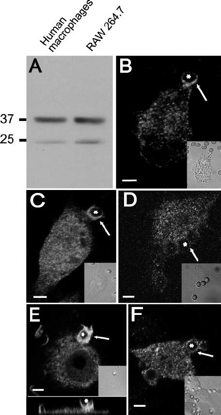 Crkii Is Recruited To The Cup During Fc Receptor Mediated