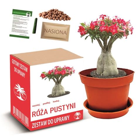 Zestaw Do Uprawy Bonsai R A Pustyni Drzewko Kwiat Atwa Uprawa Zestaw