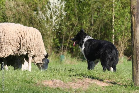 Border Collie En T Te T Te Ave Un Mouton Stock Photo Adobe Stock