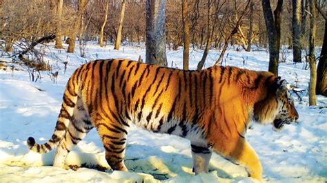 harimau siberia - Greeners.Co