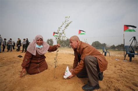 Palestinians Plant Olive Trees For “palestinian Martyrs Day” Middle East Monitor