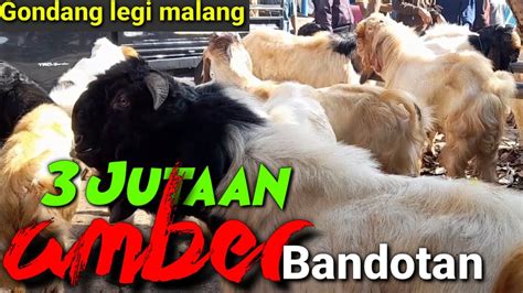 UPDATE HARGA KAMBING HARI INI PASAR HEWAN GONDANG LEGI MALANG Senin