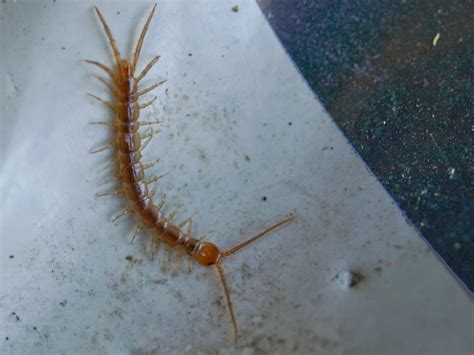 Capt Mondos Photo Blog Centipede