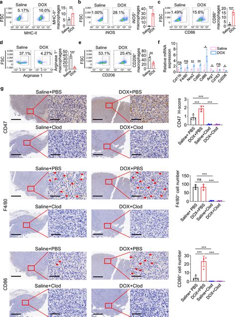 Doxorubicin Induced Cd47 Upregulation In Osteosarcoma Is Dependent On Download Scientific