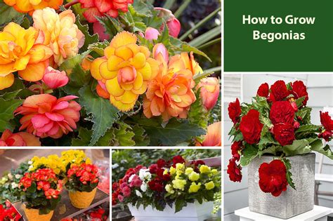 How To Plant Begonia Bulbs Stems And Seeds To Grow Begonias