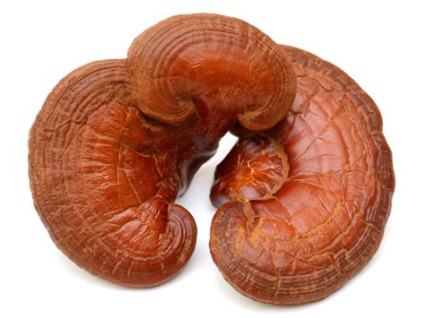 Ganoderma Lucidum Extract Sample Reishi Ganoderma Extract For