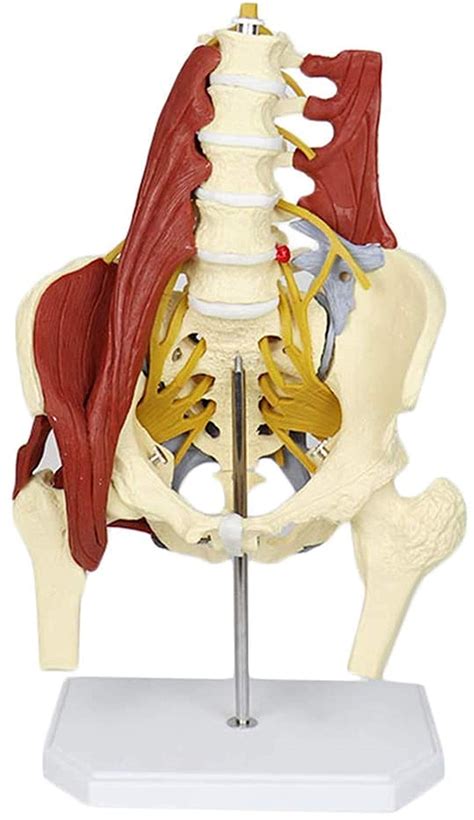 Jrztc Study Model Female Pelvis Model Lumbar Spine Bone Model
