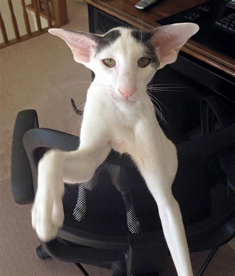 Коты грузины смешные фото