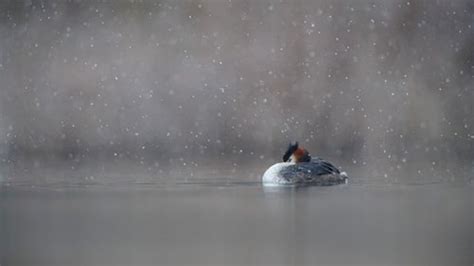 British Wildlife Photography Awards: This year's winning pictures | UK News | Sky News