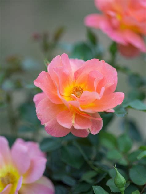 Marmalade Dream Rose Jeffries Nurseries
