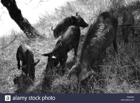 White Boar Stock Photos And White Boar Stock Images Alamy