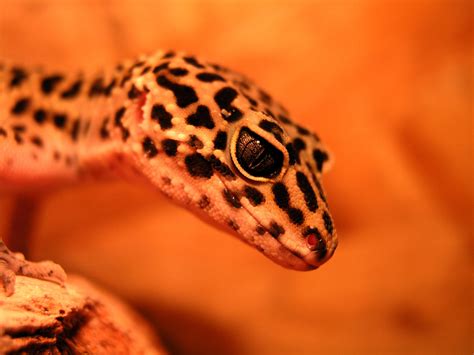 🔥 70 Leopard Gecko Wallpapers Wallpapersafari