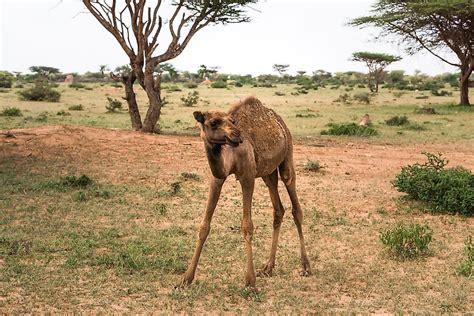 The Eight Biodiversity Hotspots Of Africa - WorldAtlas