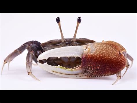 How To Catch Fiddler Crabs GREAT Bait For Sheepshead Black Drum