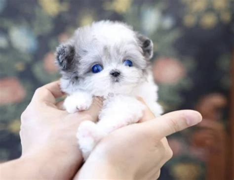 Winston – Exotic Teacup Puppies For Adoption