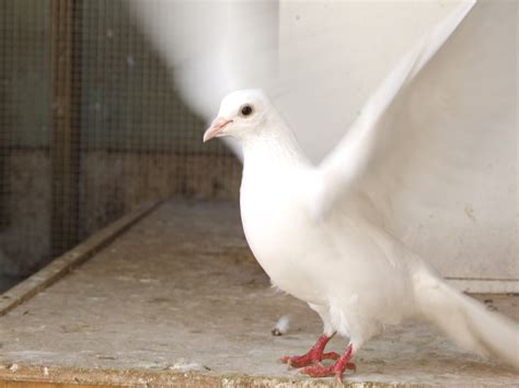 Dove - Doves Photo (32938549) - Fanpop