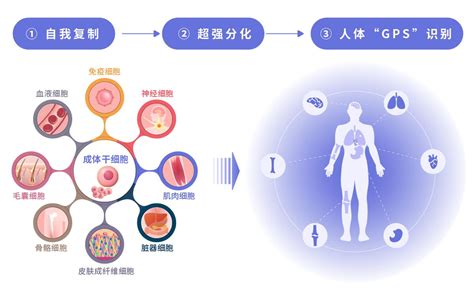 如何在混乱干细胞市场做出正确的选择干细胞细胞干细胞治疗新浪新闻