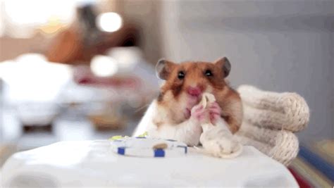 This Hamster Eats Dinner All Alone 8 S