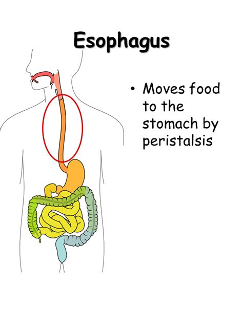 [DIAGRAM] Diagram Of The Esophagus And Stomach - MYDIAGRAM.ONLINE