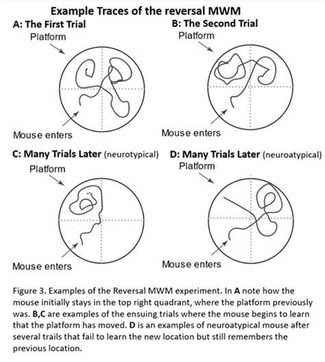 The Morris Water Maze Nc Dna Day Blog